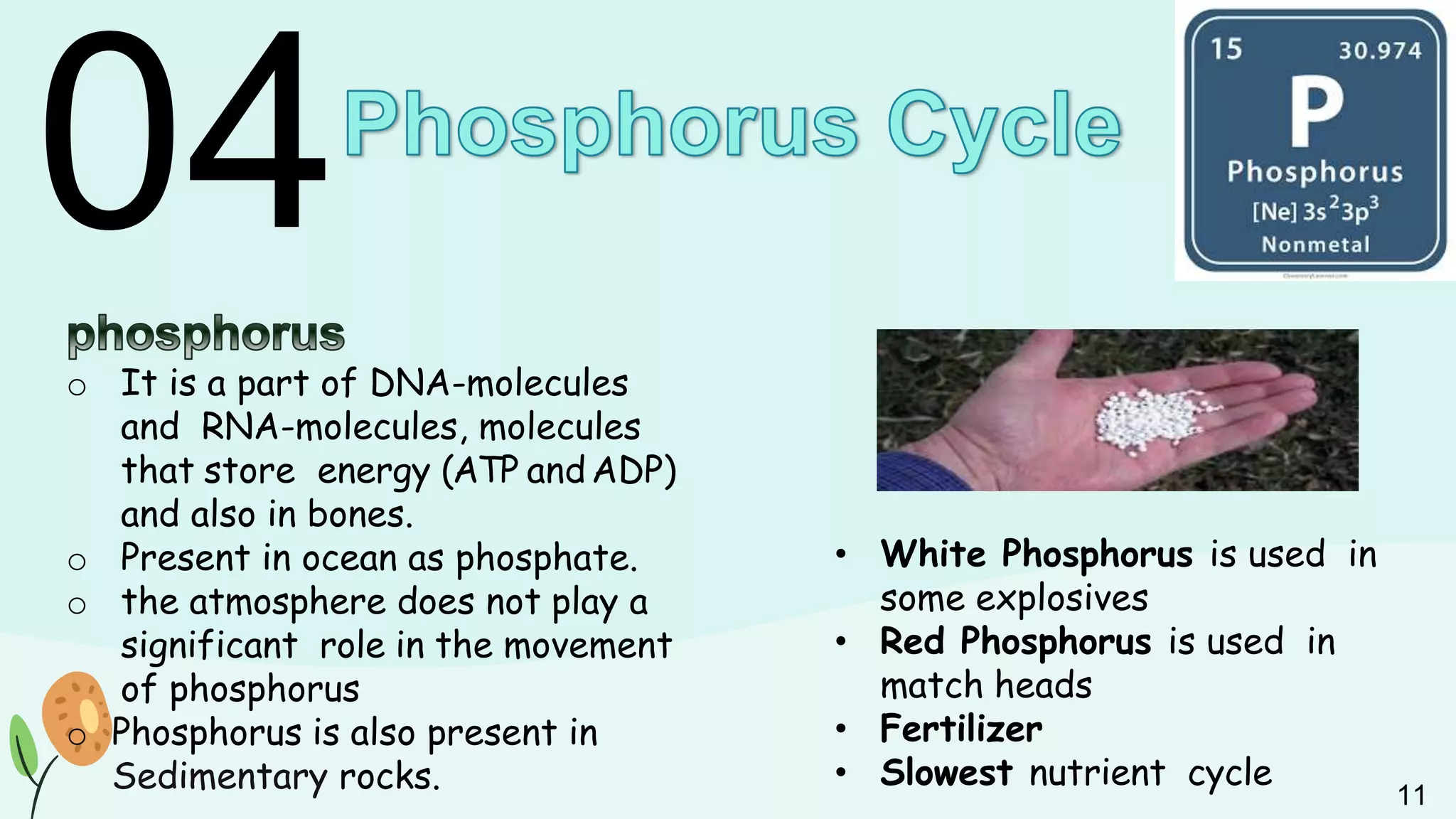 04
o It is a part of DNA-molecules
and RNA-molecules, molecules
that store energy (ATP andADP)
and also in bones.
o Present in ocean as phosphate.
o the atmosphere does not play a
significant role in the movement
of phosphorus
o Phosphorus is also present in
Sedimentary rocks.
• White Phosphorus is used in
some explosives
• Red Phosphorus is used in
match heads
• Fertilizer
• Slowest nutrient cycle
11
 