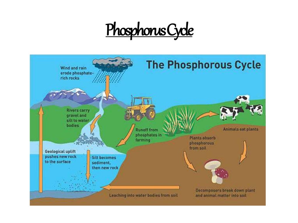 Bio geo chemical cycle