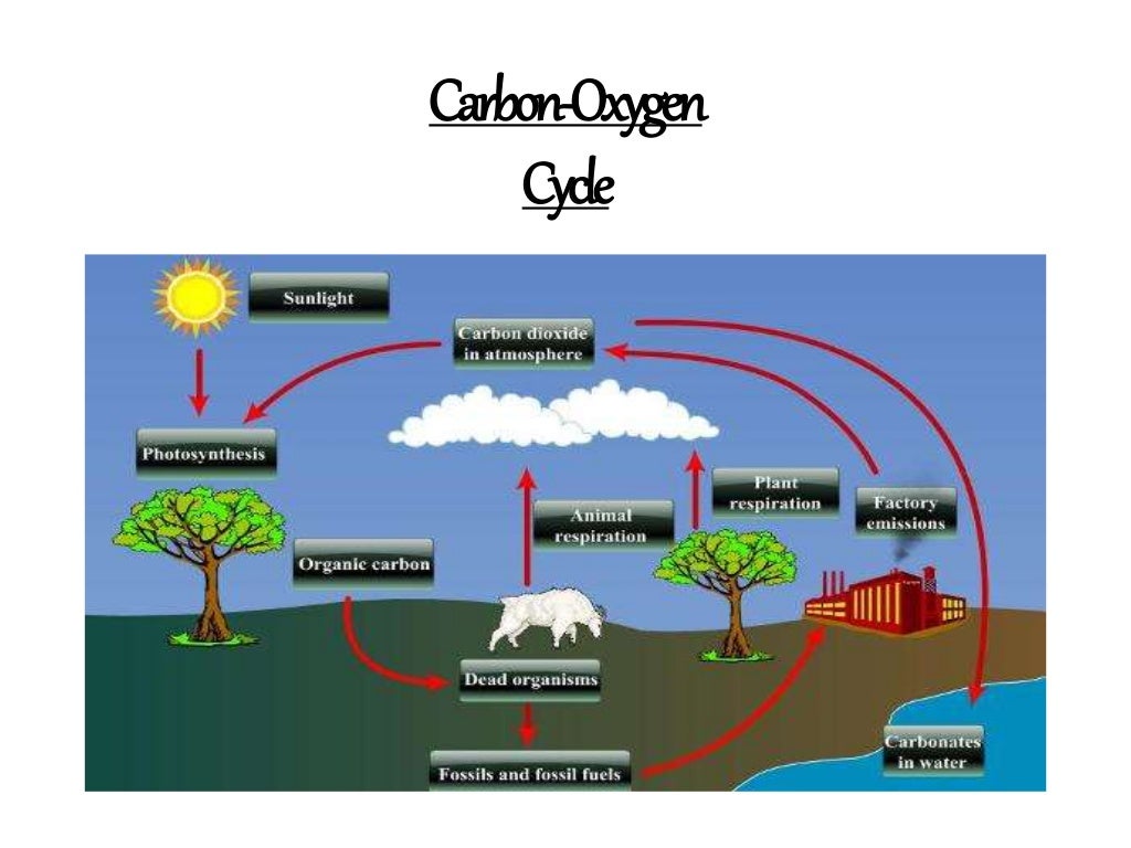 Bio geo chemical cycle