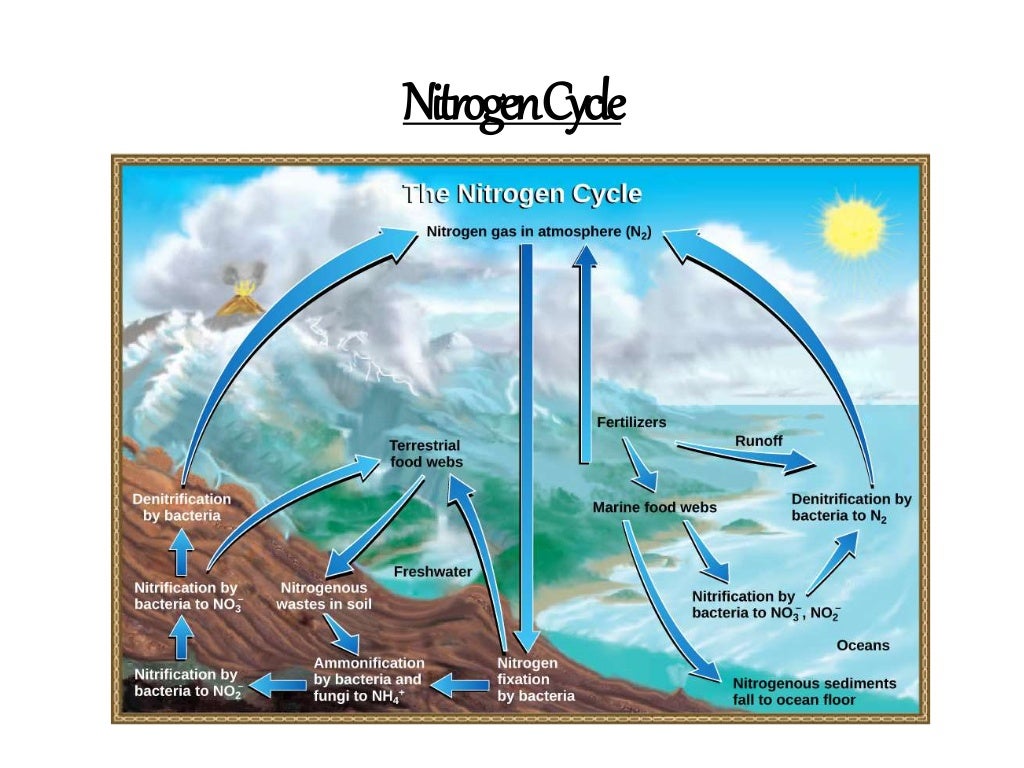 Bio geo chemical cycle