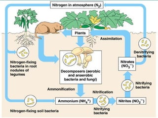 Bio-geochemical Cycles