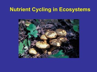 Nutrient Cycling in Ecosystems
 