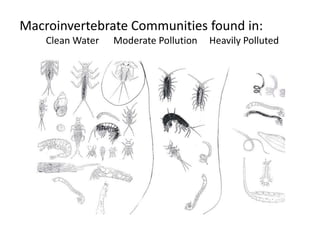 Macroinvertebrate Communities found in:
Clean Water Moderate Pollution Heavily Polluted
 