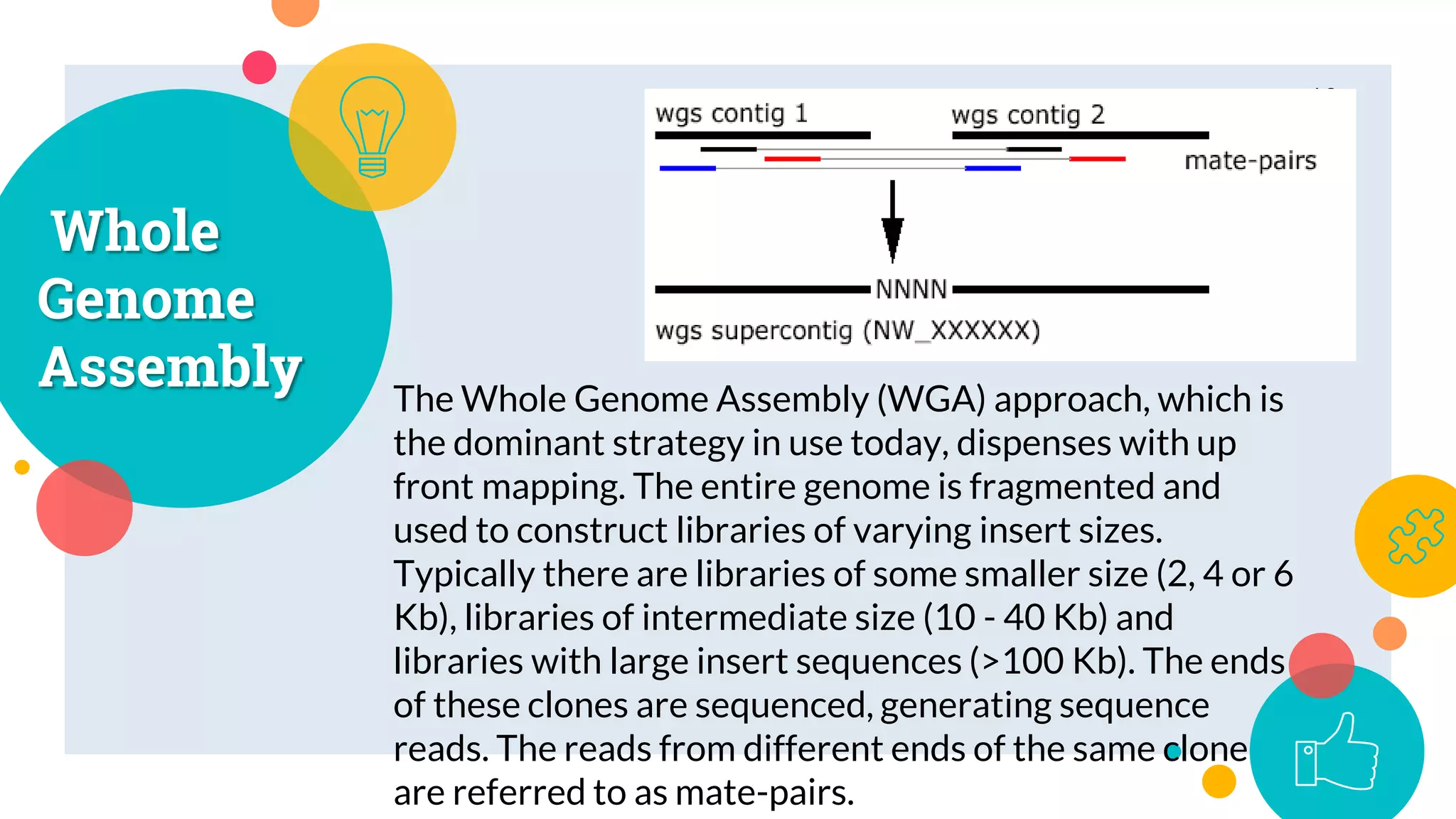 Whole
Genome
Assembly The Whole Genome Assembly (WGA) approach, which is
the dominant strategy in use today, dispenses with up
front mapping. The entire genome is fragmented and
used to construct libraries of varying insert sizes.
Typically there are libraries of some smaller size (2, 4 or 6
Kb), libraries of intermediate size (10 - 40 Kb) and
libraries with large insert sequences (>100 Kb). The ends
of these clones are sequenced, generating sequence
reads. The reads from different ends of the same clone
are referred to as mate-pairs.
10
 