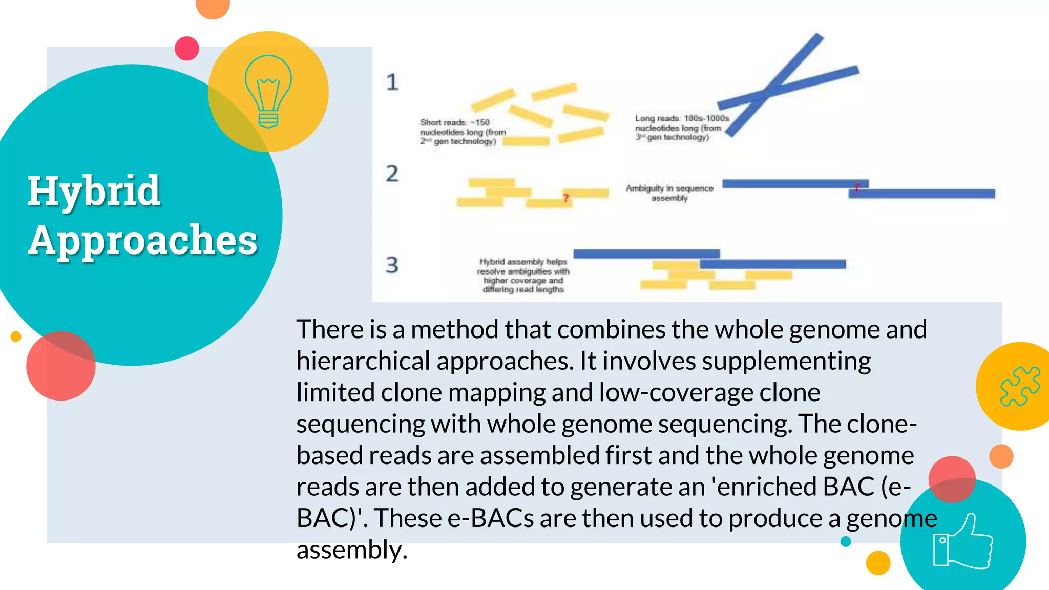 Hybrid
Approaches
There is a method that combines the whole genome and
hierarchical approaches. It involves supplementing
limited clone mapping and low-coverage clone
sequencing with whole genome sequencing. The clone-
based reads are assembled first and the whole genome
reads are then added to generate an 'enriched BAC (e-
BAC)'. These e-BACs are then used to produce a genome
assembly.
11
 
