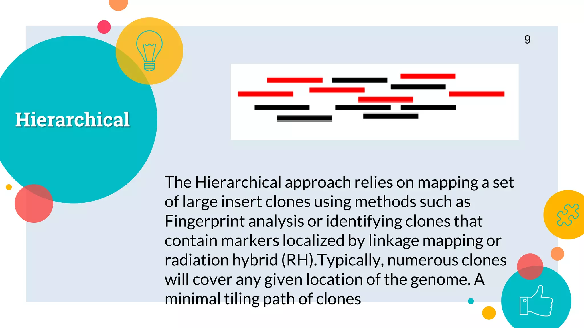 Hierarchical
The Hierarchical approach relies on mapping a set
of large insert clones using methods such as
Fingerprint analysis or identifying clones that
contain markers localized by linkage mapping or
radiation hybrid (RH).Typically, numerous clones
will cover any given location of the genome. A
minimal tiling path of clones
9
 