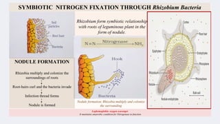 Biological nitrogen fixation Bio-inorganic .pptx