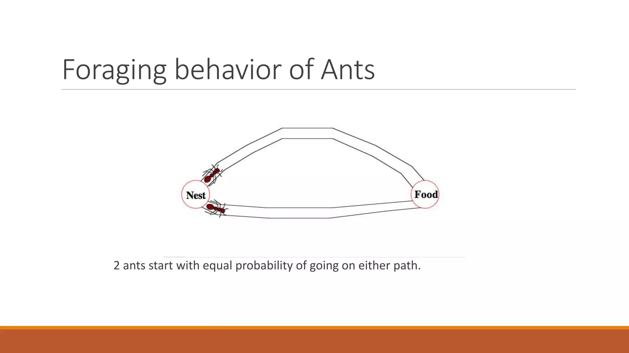 Foraging behavior of Ants
2 ants start with equal probability of going on either path.
 