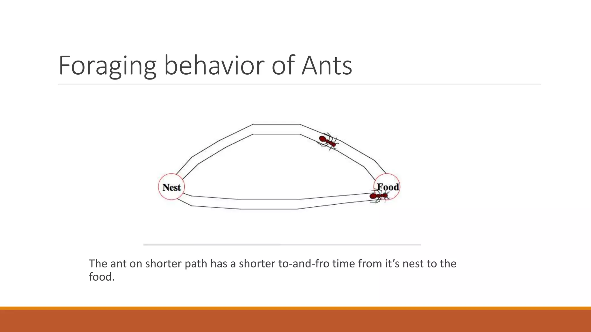 Foraging behavior of Ants
The ant on shorter path has a shorter to-and-fro time from it’s nest to the
food.
 