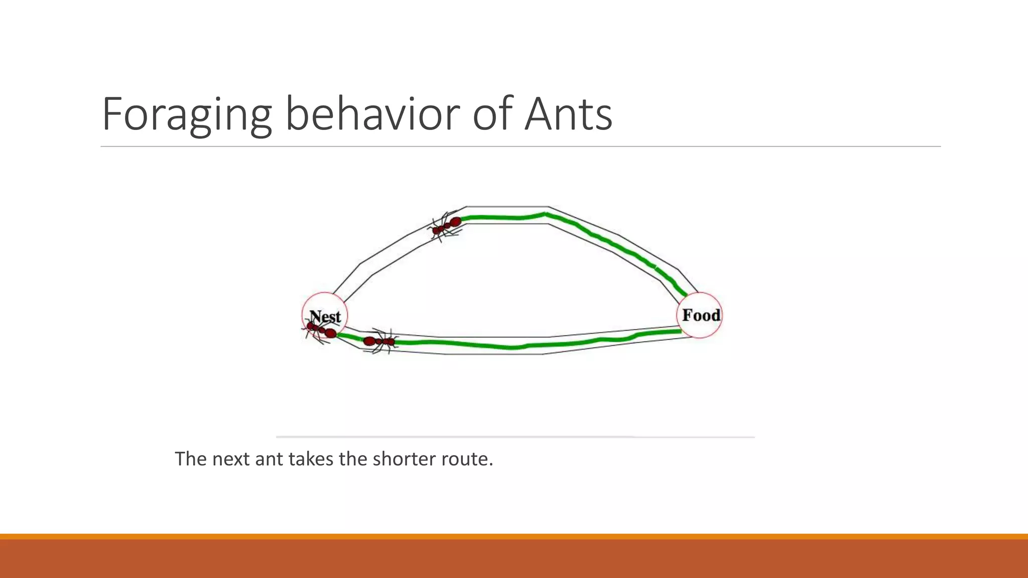 Foraging behavior of Ants
The next ant takes the shorter route.
 