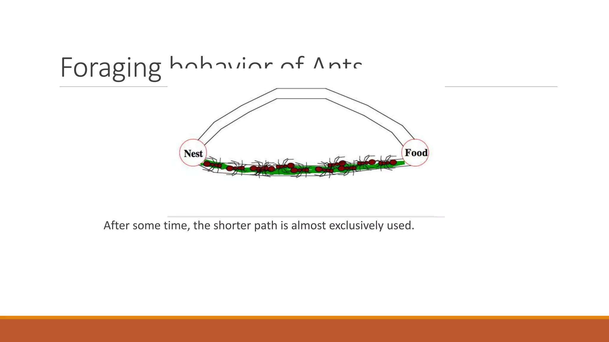 Foraging behavior of Ants
After some time, the shorter path is almost exclusively used.
 