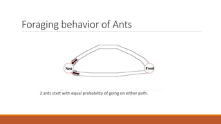 Foraging behavior of Ants
2 ants start with equal probability of going on either path.
 