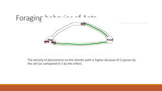 Foraging behavior of Ants
The density of pheromone on the shorter path is higher because of 2 passes by
the ant (as compared to 1 by the other).
 