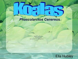 Phascolarctos Cenereus Ella Hubley Koalas 
