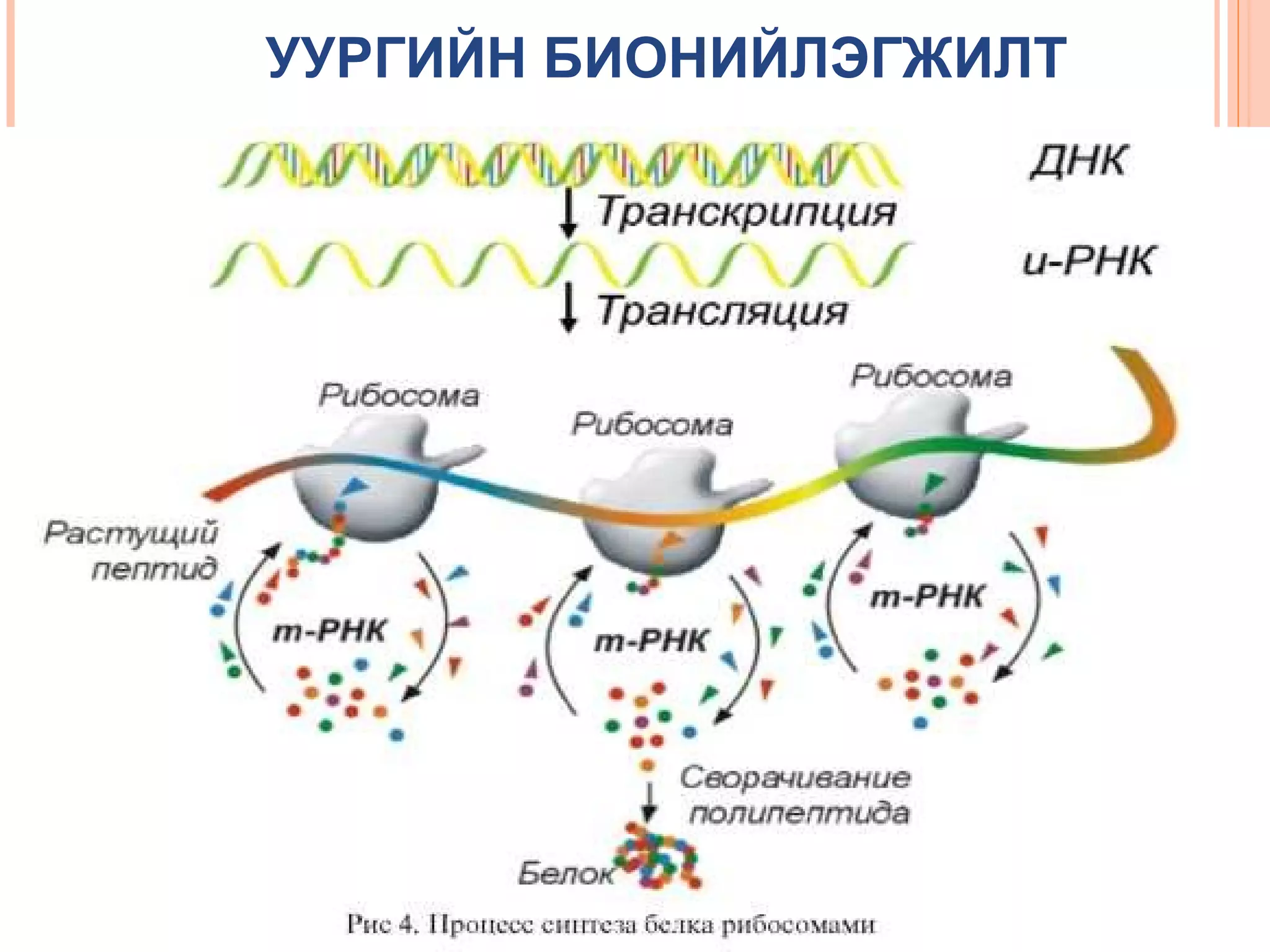 УУРГИЙН БИОНИЙЛЭГЖИЛТ

 