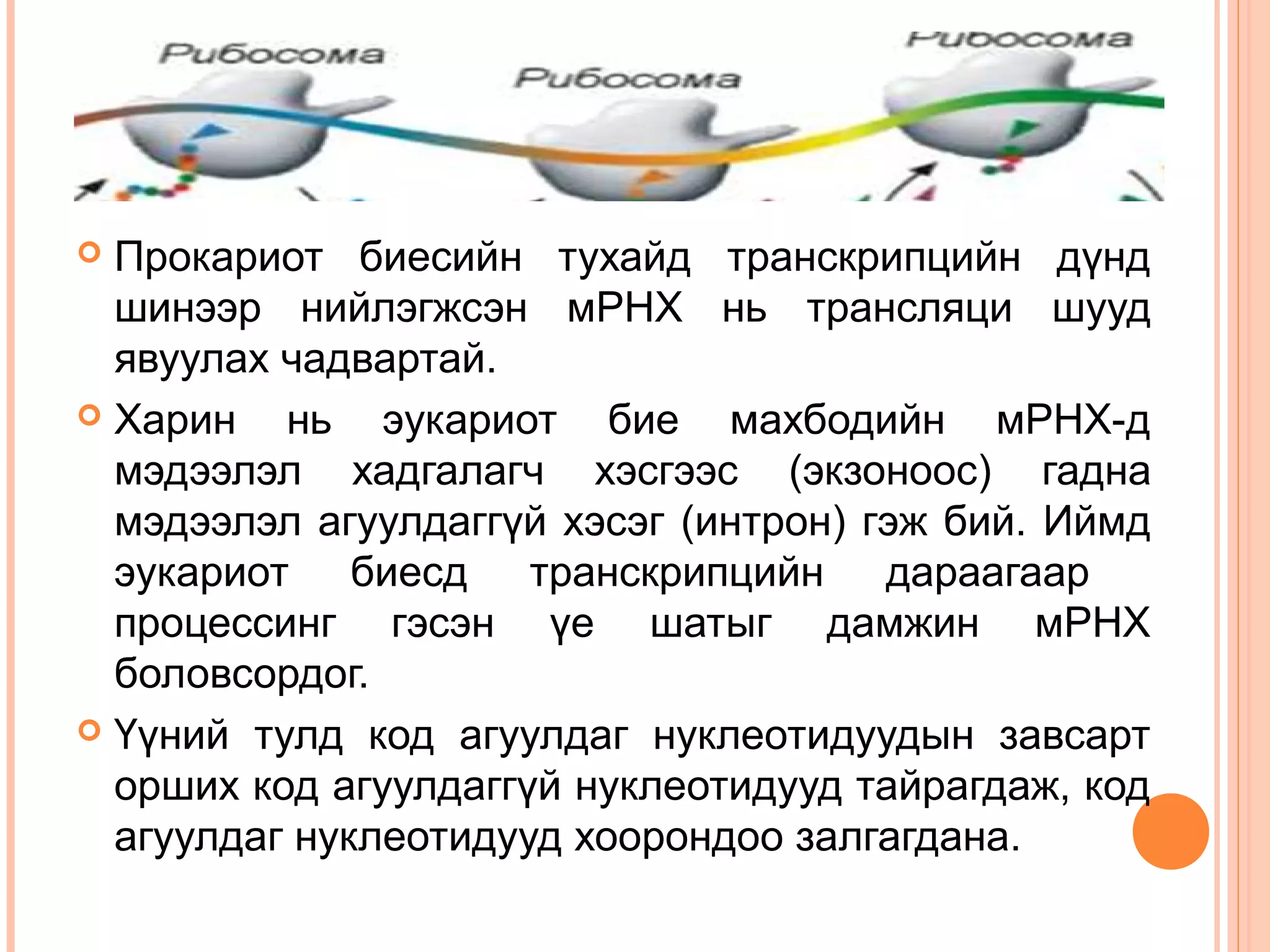 Прокариот биесийн тухайд транскрипцийн дүнд
шинээр нийлэгжсэн мРНХ нь трансляци шууд
явуулах чадвартай.
 Харин
нь эукариот бие махбодийн мРНХ-д
мэдээлэл хадгалагч хэсгээс (экзоноос) гадна
мэдээлэл агуулдаггүй хэсэг (интрон) гэж бий. Иймд
эукариот биесд транскрипцийн дараагаар
процессинг гэсэн үе шатыг дамжин мРНХ
боловсордог.
 Үүний тулд код агуулдаг нуклеотидуудын завсарт
орших код агуулдаггүй нуклеотидууд тайрагдаж, код
агуулдаг нуклеотидууд хоорондоо залгагдана.


 