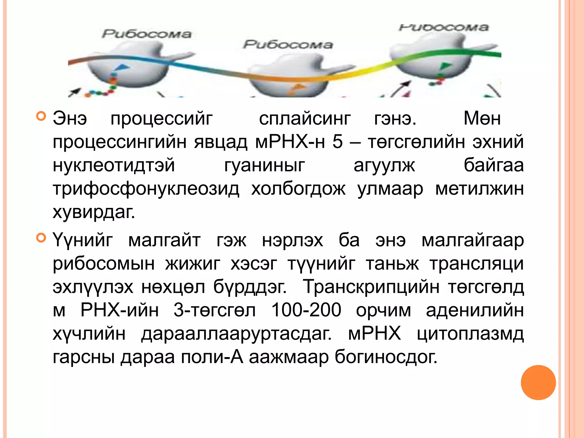 Энэ процессийг
сплайсинг гэнэ.
Мөн
процессингийн явцад мРНХ-н 5 – төгсгөлийн эхний
нуклеотидтэй
гуаниныг
агуулж
байгаа
трифосфонуклеозид холбогдож улмаар метилжин
хувирдаг.
 Үүнийг малгайт гэж нэрлэх ба энэ малгайгаар
рибосомын жижиг хэсэг түүнийг таньж трансляци
эхлүүлэх нөхцөл бүрддэг. Транскрипцийн төгсгөлд
м РНХ-ийн 3-төгсгөл 100-200 орчим аденилийн
хүчлийн дарааллааруртасдаг. мРНХ цитоплазмд
гарсны дараа поли-А аажмаар богиносдог.


 