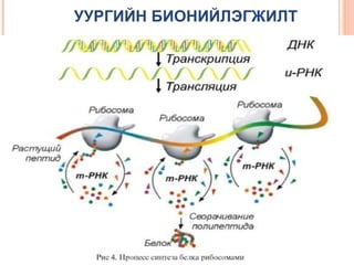 УУРГИЙН БИОНИЙЛЭГЖИЛТ

 