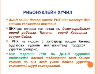 РИБОНУКЛЕЙН ХҮЧИЛ
Амьд эсийн дотор орших РНХ-ийн молекул дан
гинжин хэлхээнээс тогтоно.
 ДНХ-ээс ялгарах гол ялгаа нь дезоксирибозын
оронд рибозыг, Тимины
оронд Урацилыг
агуулж байна.

РНХ нь үндсэн 3 хэлбэрээр оршдог бөгөөд
бүгдээрээ уургийн нийлэгжилтэнд тодорхой
үүрэгтэй оролцоно.
 Бүх
төрлийн РНХ нь ДНХ-д суурилан
нийлэгждэг бөгөөд тэдгээрийн эсэд байгаа
хэмжээ нь энэ эсэд үүсэж байгаа уургийн
хэмжээтэй шууд хамааралтай.


 