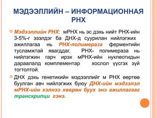 МЭДЭЭЛЛИЙН – ИНФОРМАЦИОННАЯ
РНХ
Мэдээллийн РНХ: мРНХ нь эс дэхь нийт РНХ-ийн
3-5%-г эзэлдэг ба ДНХ-д суурилан нийлэгжих
ажиллагаа нь РНХ-полимераза ферментийн
тусламжтай явагддаг.
РНХ- полимераза нь
нийлэгжин гарч ирэх мРНХ-ийн нуклеотидын
дараалалд комплементар
хослол үүсгэх зүй
тогтолтой.
 ДНХ дэхь генетикийн мэдээллийг м РНХ өөртөө
буулган авч нийлэгжих буюу ДНХ-ийн мэдээлэл
мРНХ-ийн хэлнээ хөврөн буух энэ ажиллагааг
транскрипци гэнэ.


 