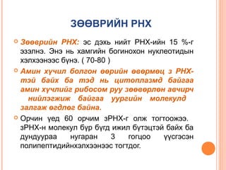 ЗӨӨВРИЙН РНХ
Зөөврийн РНХ: эс дэхь нийт РНХ-ийн 15 %-г
эзэлнэ. Энэ нь хамгийн богинохон нуклеотидын
хэлхээнээс бүнэ. ( 70-80 )
 Амин хүчил болгон өөрийн өвөрмөц з РНХтэй байх ба тэд нь цитоплазмд байгаа
амин хүчлийг рибосом руу зөөвөрлөн авчирч
нийлэгжиж байгаа уургийн молекулд
залгаж өгдлөг байна.
 Орчин үед 60 орчим зРНХ-г олж тогтоожээ.
зРНХ-н молекул бүр бүгд ижил бүтэцтэй байх ба
дундуураа
нугаран
3
гогцоо
үүсгэсэн
полипептидийнхэлхээнээс тогтдог.


 