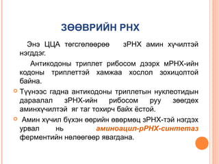 ЗӨӨВРИЙН РНХ
Энэ ЦЦА төгсгөлөөрөө
зРНХ амин хүчилтэй
нэгддэг.
Антикодоны триплет рибосом дээрх мРНХ-ийн
кодоны триплеттэй хамжаа хослол зохицолтой
байна.
 Түүнээс гадна антикодоны триплетын нуклеотидын
дараалал
зРНХ-ийн
рибосом
руу
зөөгдөх
аминхүчилтэй яг таг тохирч байх ёстой.
 Амин хүчил бүхэн өөрийн өвөрмөц зРНХ-тэй нэгдэх
урвал
нь
аминоацил-рРНХ-синтетаз
ферментийн нөлөөгөөр явагдана.

 