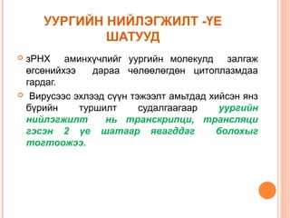 УУРГИЙН НИЙЛЭГЖИЛТ -ҮЕ
ШАТУУД
зРНХ аминхүчлийг уургийн молекулд залгаж
өгсөнийхээ
дараа чөлөөлөгдөн цитоплазмдаа
гардаг.
 Вирусээс эхлээд сүүн тэжээлт амьтдад хийсэн янз
бүрийн
туршилт
судалгаагаар
уургийн
нийлэгжилт
нь транскрипци, трансляци
гэсэн 2 үе шатаар явагддаг
болохыг
тогтоожээ.


 