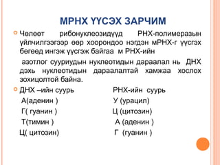 МРНХ ҮҮСЭХ ЗАРЧИМ
Чөлөөт
рибонуклеозидүүд
РНХ-полимеразын
үйлчилгээгээр өөр хоорондоо нэгдэн мРНХ-г үүсгэх
бөгөөд ингэж үүсгэж байгаа м РНХ-ийн
азотлог сууриудын нуклеотидын дараалал нь ДНХ
дэхь нуклеотидын дараалалтай хамжаа хослох
зохицолтой байна.
 ДНХ –ийн суурь
РНХ-ийн суурь
А(аденин )
У (урацил)
Г( гуанин )
Ц (цитозин)
Т(тимин )
А (аденин )
Ц( цитозин)
Г (гуанин )


 