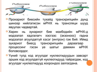 Прокариот биесийн тухайд транскрипцийн дүнд
шинээр нийлэгжсэн мРНХ нь трансляци шууд
явуулах чадвартай.
 Харин
нь эукариот бие махбодийн мРНХ-д
мэдээлэл хадгалагч хэсгээс (экзоноос) гадна
мэдээлэл агуулдаггүй хэсэг (интрон) гэж бий. Иймд
эукариот биесд транскрипцийн дараагаар
процессинг гэсэн үе шатыг дамжин мРНХ
боловсордог.
 Үүний тулд код агуулдаг нуклеотидуудын завсарт
орших код агуулдаггүй нуклеотидууд тайрагдаж, код
агуулдаг нуклеотидууд хоорондоо залгагдана.


 