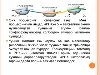 Энэ процессийг
сплайсинг гэнэ.
Мөн
процессингийн явцад мРНХ-н 5 – төгсгөлийн эхний
нуклеотидтэй
гуаниныг
агуулж
байгаа
трифосфонуклеозид холбогдож улмаар метилжин
хувирдаг.
 Үүнийг малгайт гэж нэрлэх ба энэ малгайгаар
рибосомын жижиг хэсэг түүнийг таньж трансляци
эхлүүлэх нөхцөл бүрддэг. Транскрипцийн төгсгөлд
м РНХ-ийн 3-төгсгөл 100-200 орчим аденилийн
хүчлийн дарааллааруртасдаг. мРНХ цитоплазмд
гарсны дараа поли-А аажмаар богиносдог.


 