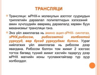 ТРАНСЛЯЦИ
Трансляци: мРНХ-н молекулын азотлог сууриудын
триплетийн дараалал полипептидын хэлхээний
амин хүчлүүдийн өвөрмөц дараалалд хөрвөн буух
механизмыг трансляци гэнэ.
 Энэ үйл ажиллагаа нь амино ацил-зРНХ- синтетаз,
зРНХ,рибосом,
рибосомтой
холбоотой
уургууд, өөр бусад уургуудаас бүтнэ. Уураг
нийлэгжих үйл ажиллагаа нь рибосом дээр
явагдана. Рибосом болгон том жижиг 2 хэсгээс
тогтох бөгөөд түүний жижиг хэсгийн гадаргуу дээр
мРНХ магнийн ионы тусламжтайгаар түр зуур
холбогддог.


 