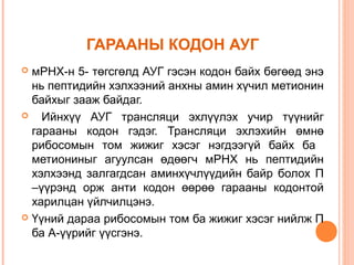 ГАРААНЫ КОДОН АУГ
мРНХ-н 5- төгсгөлд АУГ гэсэн кодон байх бөгөөд энэ
нь пептидийн хэлхээний анхны амин хүчил метионин
байхыг зааж байдаг.

Ийнхүү АУГ трансляци эхлүүлэх учир түүнийг
гарааны кодон гэдэг. Трансляци эхлэхийн өмнө
рибосомын том жижиг хэсэг нэгдээгүй байх ба
метиониныг агуулсан өдөөгч мРНХ нь пептидийн
хэлхээнд залгагдсан аминхүчлүүдийн байр болох П
–үүрэнд орж анти кодон өөрөө гарааны кодонтой
харилцан үйлчилцэнэ.
 Үүний дараа рибосомын том ба жижиг хэсэг нийлж П
ба А-үүрийг үүсгэнэ.


 