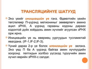 ТРАНСЛЯЦИЙНҮЕ ШАТУУД
Энэ үеийг инициацийн үе гэнэ. Өдөөлтийн үеийн
төгсгөлөөр П-үүрэнд метиониныг зөөвөрлөгч амино
ацил зРНХ, А үүрэнд гарааны кодоны дараах
кодонтой дүйх хоёрдохь амин хүчлийг агуулсан зРНХ
орж ирнэ.
 Инициацийн үе нь өвөрмөц уургуудын тусламжтай
явагдана. (IF-1,IF-2,IF-3).
 Үүний дараа 2-р үе болох элонгацийн үе эхлэнэ.
Энэ үед П ба А үүрэнд байгаа амин хүчлүүдийн
хооронд пептидын холбоо үүсэхэд түрүүчийн амин
хүчил өөрийн зРНХ-с салдаг.


 