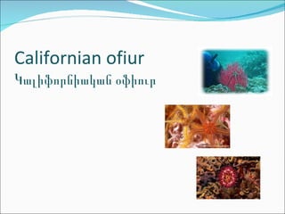 Californian ofiur Կալիֆորնիական օֆիուր 