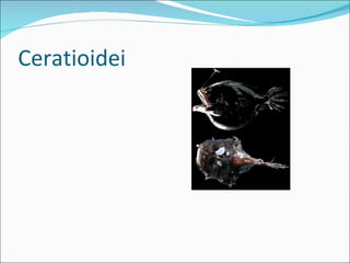 Ceratioidei 
