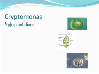 Cryptomonas Կրիպտոմոնատ 