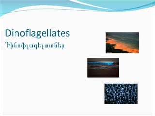 Dinoflagellates Դինոֆլագելատներ 