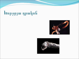 Խորջրյա դրակոն 