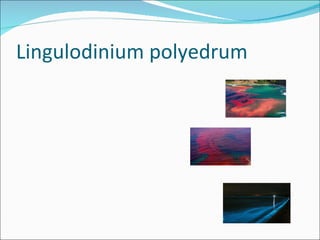 Lingulodinium polyedrum 