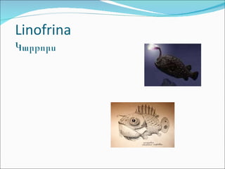 Linofrina Կարթորս 