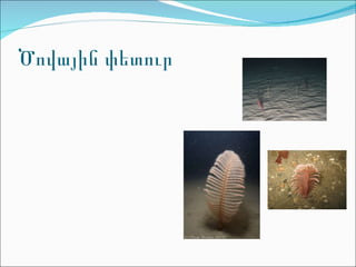 Ծովային փետուր 