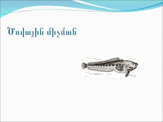 Ծովային միչման 