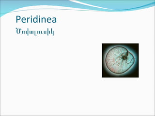 Peridinea Ծովալուսիկ 