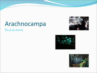 Arachnocampa Ջուլհակ մոծակ 