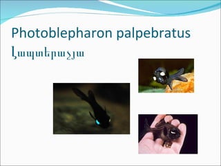 Photoblepharon palpebratus Լապտերաչյա 