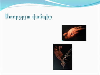 Ստորջրյա վամպիր 