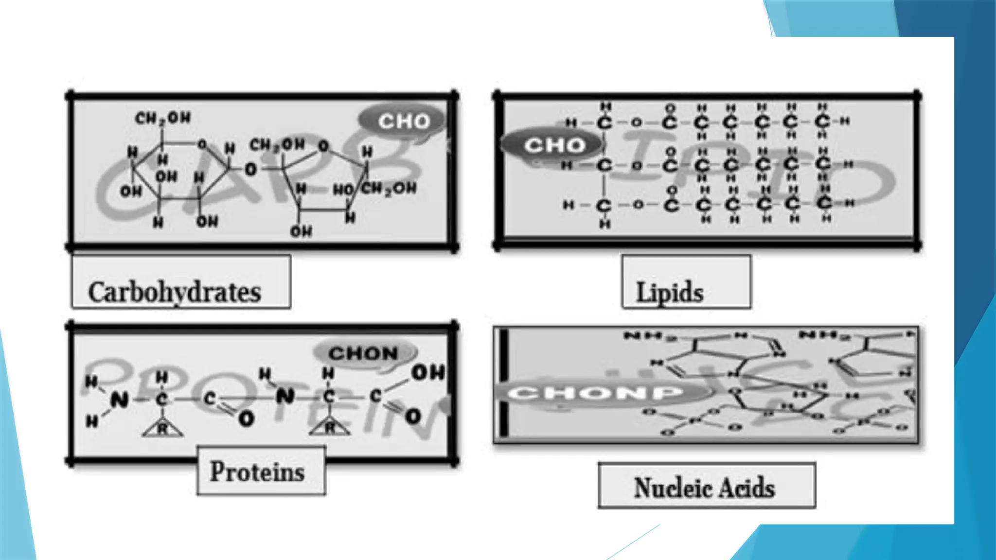 BIOMACROMOLECULES.pptx for grade 11 stundet PPT