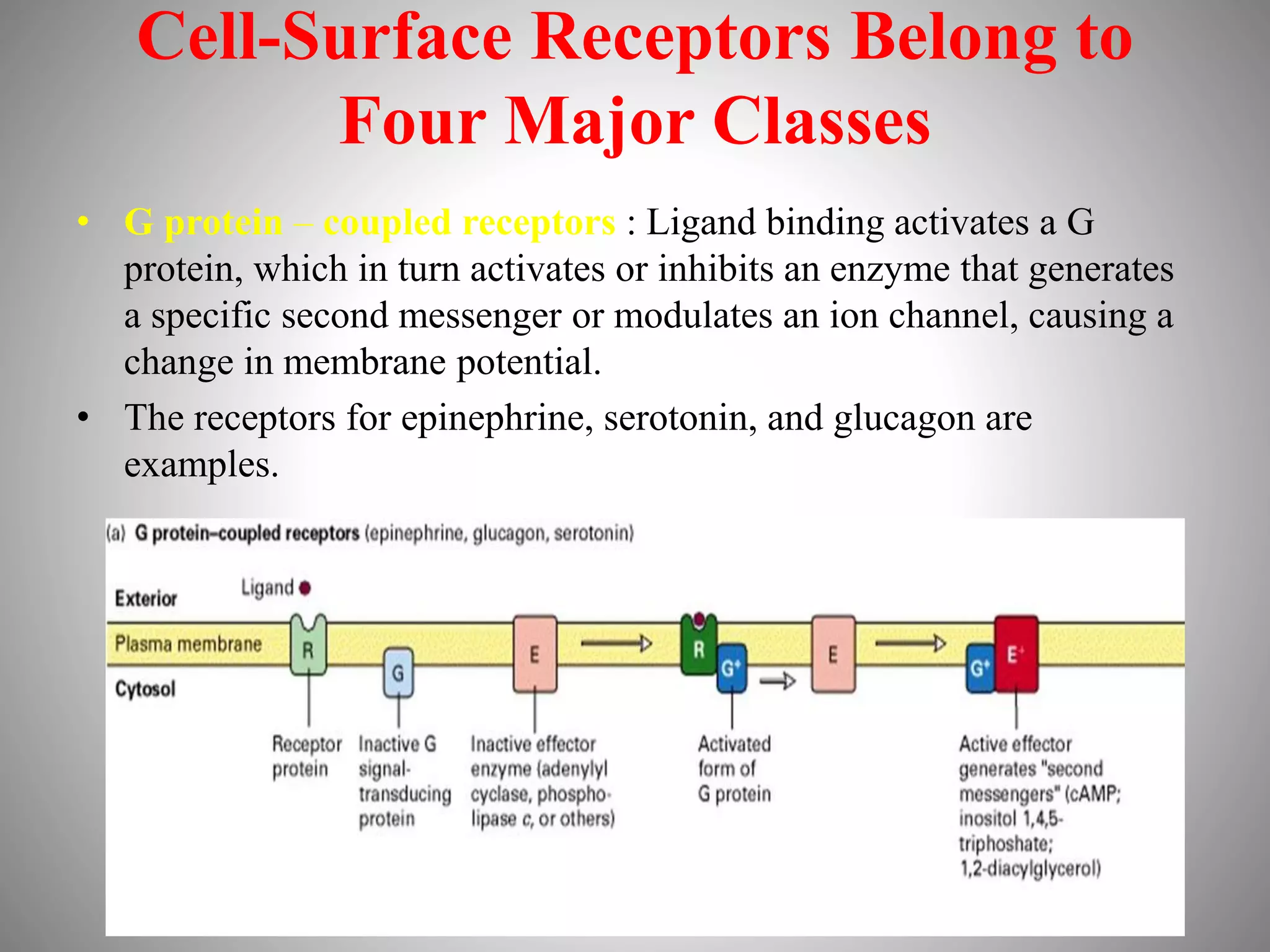 Cell-Surface Receptors Belong to
Four Major Classes
• G protein – coupled receptors : Ligand binding activates a G
protein, which in turn activates or inhibits an enzyme that generates
a specific second messenger or modulates an ion channel, causing a
change in membrane potential.
• The receptors for epinephrine, serotonin, and glucagon are
examples.
 