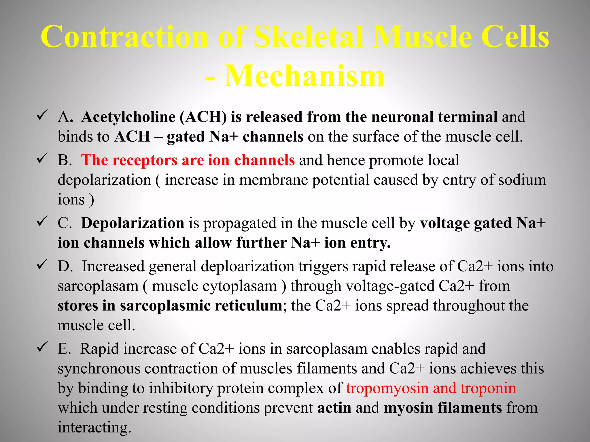 Contraction of Skeletal Muscle Cells
- Mechanism
 A. Acetylcholine (ACH) is released from the neuronal terminal and
binds to ACH – gated Na+ channels on the surface of the muscle cell.
 B. The receptors are ion channels and hence promote local
depolarization ( increase in membrane potential caused by entry of sodium
ions )
 C. Depolarization is propagated in the muscle cell by voltage gated Na+
ion channels which allow further Na+ ion entry.
 D. Increased general deploarization triggers rapid release of Ca2+ ions into
sarcoplasam ( muscle cytoplasam ) through voltage-gated Ca2+ from
stores in sarcoplasmic reticulum; the Ca2+ ions spread throughout the
muscle cell.
 E. Rapid increase of Ca2+ ions in sarcoplasam enables rapid and
synchronous contraction of muscles filaments and Ca2+ ions achieves this
by binding to inhibitory protein complex of tropomyosin and troponin
which under resting conditions prevent actin and myosin filaments from
interacting.
 