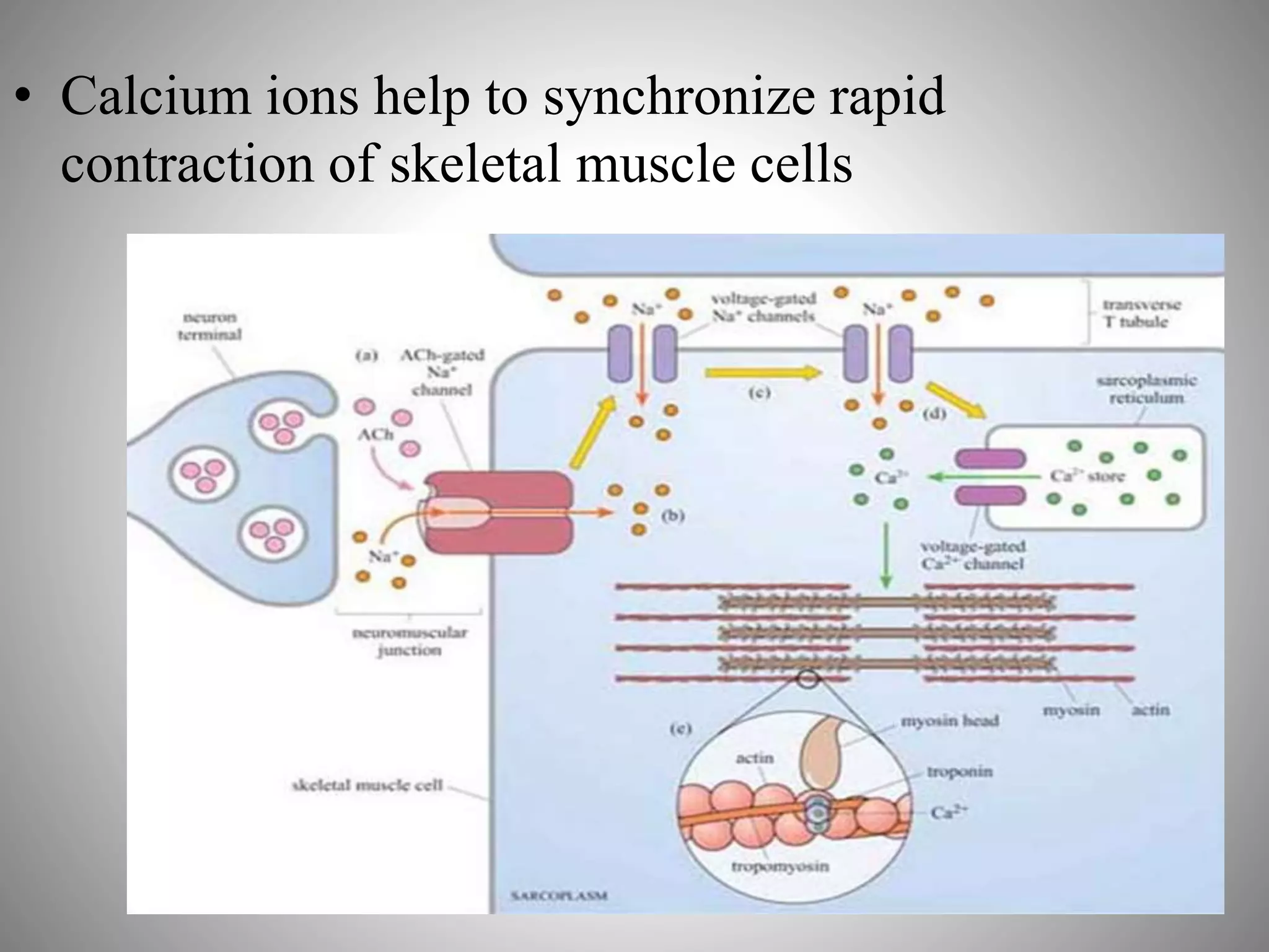 • Calcium ions help to synchronize rapid
contraction of skeletal muscle cells
 
